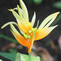 heliconia_aurantiaca2md