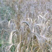 Hordeum vulgare (Orge)