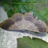 idaea_aversata2md