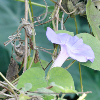 ipomoea_nil2md