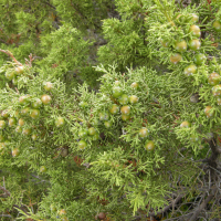 juniperus_phoenicea4md