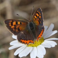 lycaena_tityrus4bd