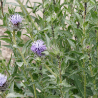 Onobroma caeruleum (Cardoncelle bleue)