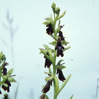 ophrys_insectifera3mcf