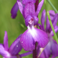 orchis_laxiflora2bd (Anacamptis laxiflora)