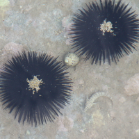 Paracentrotus lividus (Châtaigne de mer)