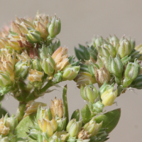 Polycarpon tetraphyllum (Polycarpe à quatre feuilles, Polycarpon à quatre feuilles)