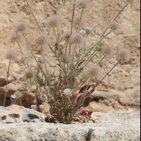 pterocephalus_plumosus5bd