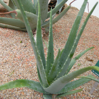 Aloe vera (Aloès vrai, Aloès)