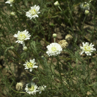 anthemis_nobilis2amd (Anthemis nobilis)