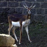 Antilope cervicapra (Antilope cervicapre)
