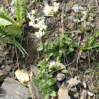 Arabis ciliata (Arabette ciliée, Arabette en corymbes)
