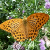 argynnis_paphia2gv (Argynnis paphia)