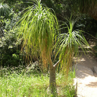 Beaucarnea recurvata (Yucca à pied d'éléphant, Pied-d'éléphant,  Beaucarnéa)