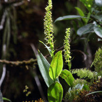 Benthamia nigrescens (Benthamia)