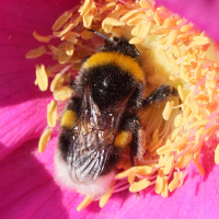 bombus_terrestris3md (Bombus terrestris)