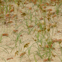 carex_arenaria3bmd (Carex arenaria)