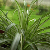 Chlorophytum comosum (Chlorophytum, Phalangère)