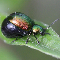 chrysolina_herbacea1md