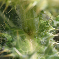 cirsium_spinosissimum3bd (Cirsium spinosissimum)