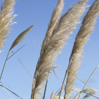 cortaderia_selloana4md (Cortaderia selloana)