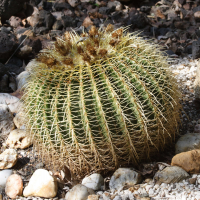 echinocactus_grusonii3md (Echinocactus grusonii)