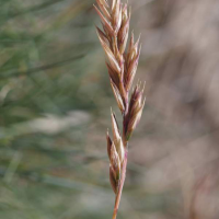 festuca_glacialis2