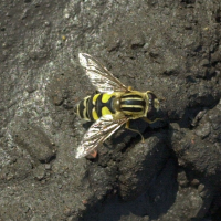 Helophilus trivittatus (Hélophile à trois bandes)