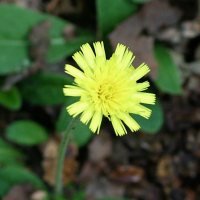 hieracium_pilosella4abd