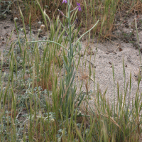 matthiola_sinuata2md