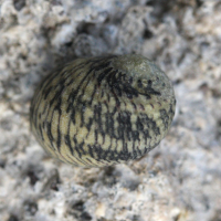 Nerita versicolor (Nérite)