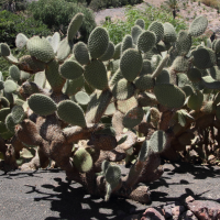 opuntia_leucotricha3md