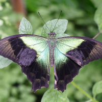 papilio_peranthus2md