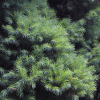 Picea glauca ssp. albertiana (Épicéa blanc, Sapinette blanche)