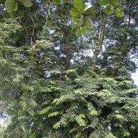 pterocarpus_indicus3md