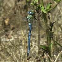 Anax imperator (Anax empereur)
