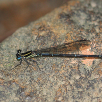 argia_concinna5sd (Argia concinna)