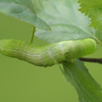 brachionycha_sphinx_ch3md (Brachionycha sphinx)