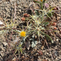 centaurea_solstitialis4md (Centaurea solstitialis)