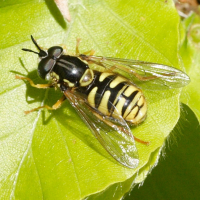 Chrysotoxum cautum (Syrphe, Chrysotoxe prudente)