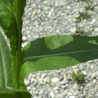 cirsium_monspessulanum4md (Cirsium monspessulanum)