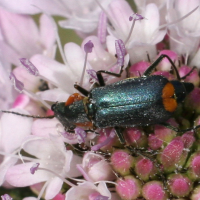 clanoptilus_marginellus2md (Clanoptilus marginellus)