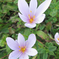 colchicum_alpinum2bd (Colchicum alpinum)