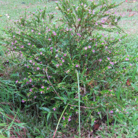 cuphea_hyssopifolia4bd (Cuphea hyssopifolia)