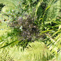 dianella_tasmanica4md (Dianella tasmanica)