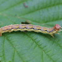 erannis_defoliaria_ch1bd (Erannis defoliaria)