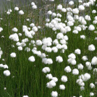 eriophorum_scheuchzeri2bd (Eriophorum scheuchzeri)