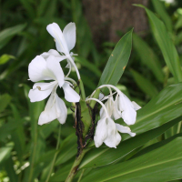 hedychium_coronarium2md