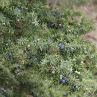 Juniperus communis (Genévrier commun)