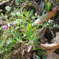 Lathyrus linifolius ssp. montanus (Gesse des montagnes)